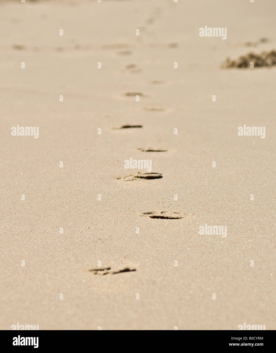 Línea de huellas en la arena en la playa. Foto de stock