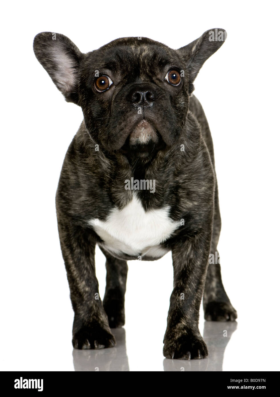 Cachorro Bulldog Francés 6 Meses delante de un fondo blanco Fotografía de  stock - Alamy