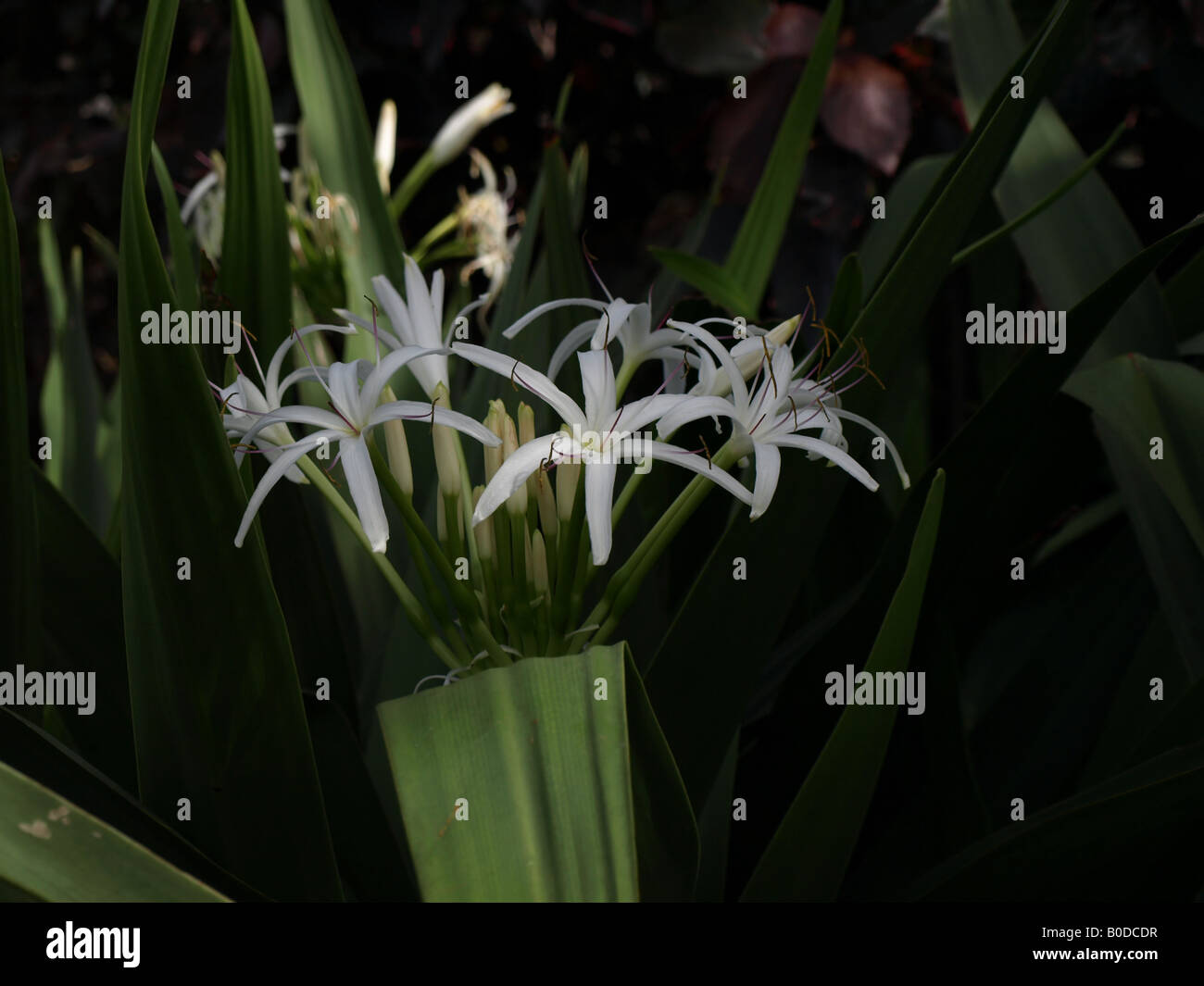 Planta de flores de lis de araña blanca Fotografía de stock - Alamy