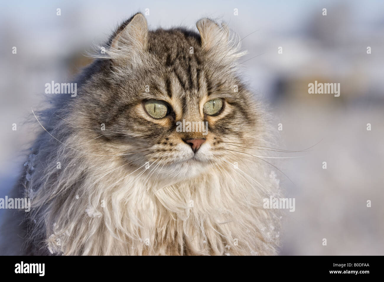 Highlander hermoso gato afuera en el invierno con nieve en el cabello  Fotografía de stock - Alamy