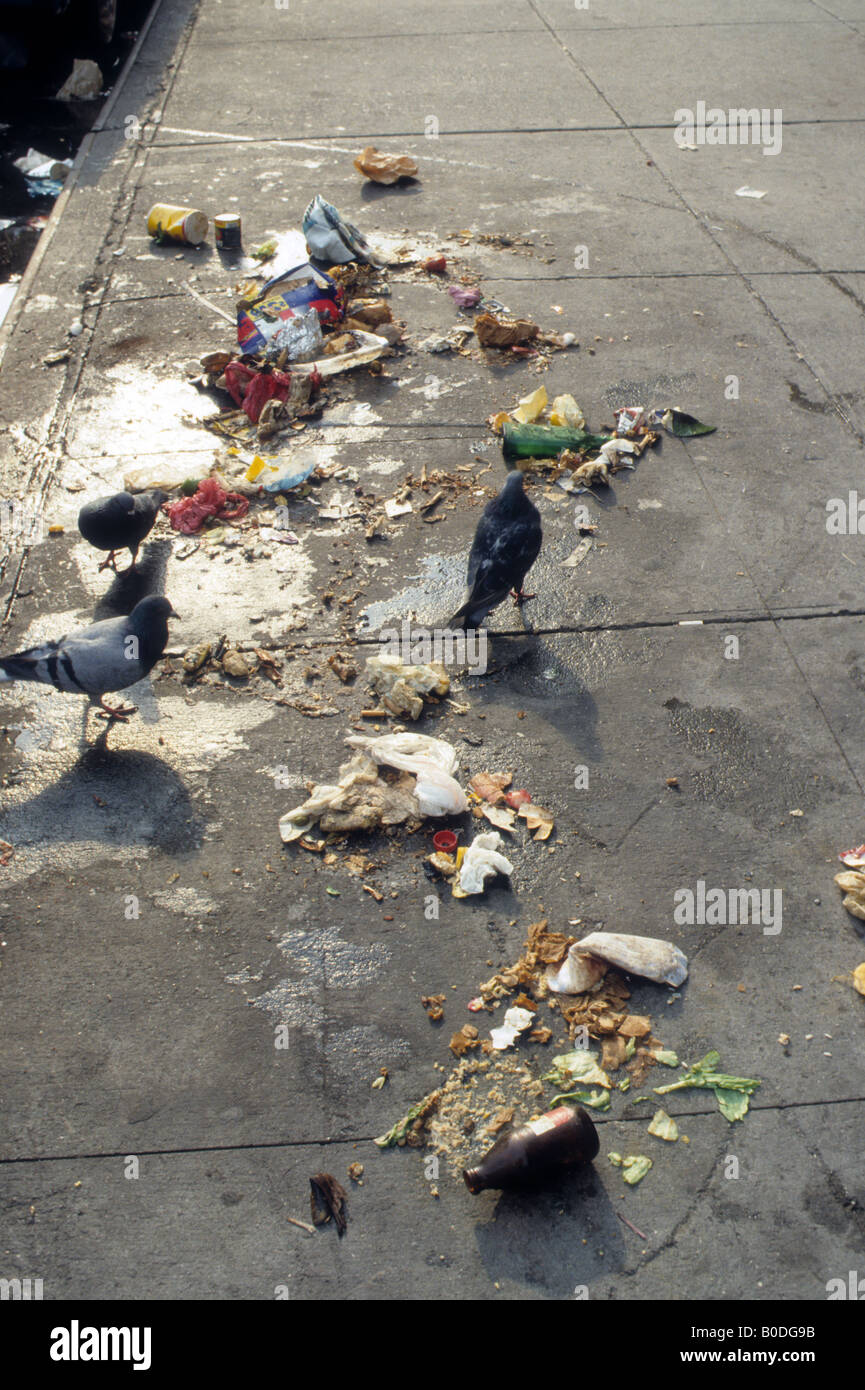 Palomas scavenge para alimentos en la basura en una acera de Nueva York Foto de stock