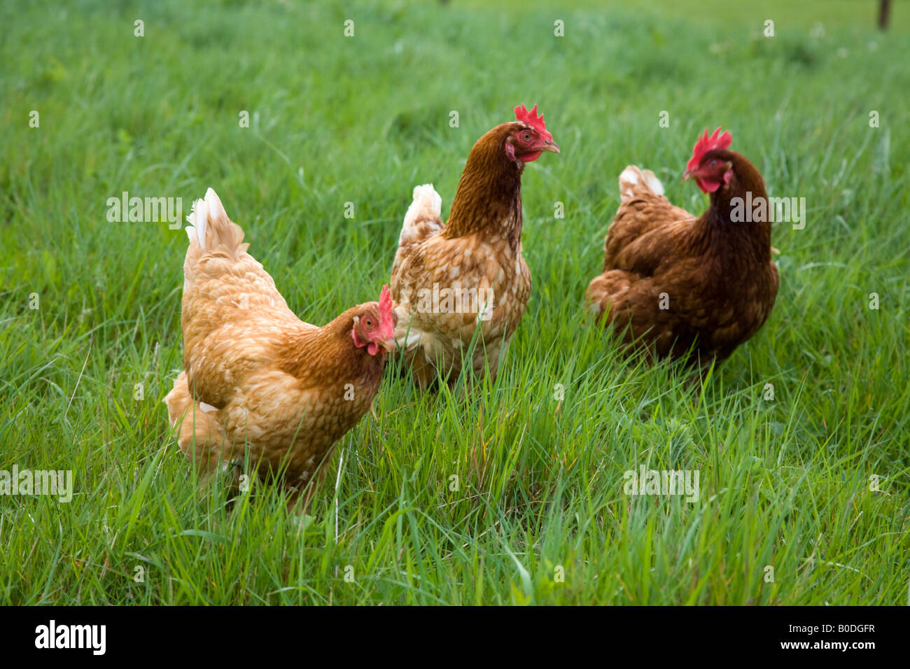 Los pollos orgánicos Freerange Hampshire Inglaterra Foto de stock