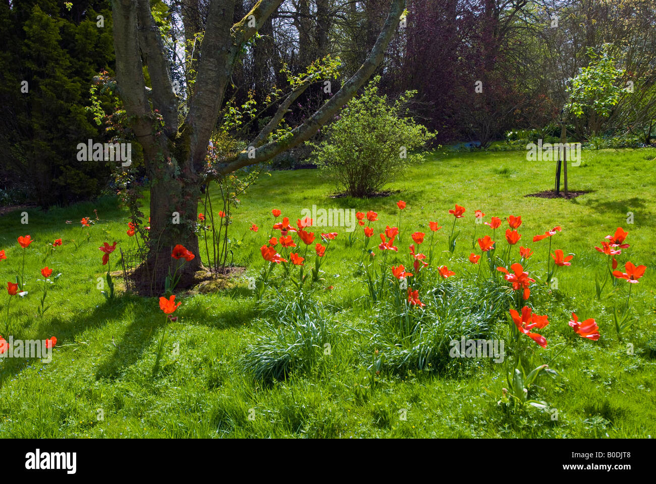 Tulipanes rojos intensos en un jardín, en Berkshire, Inglaterra Foto de stock