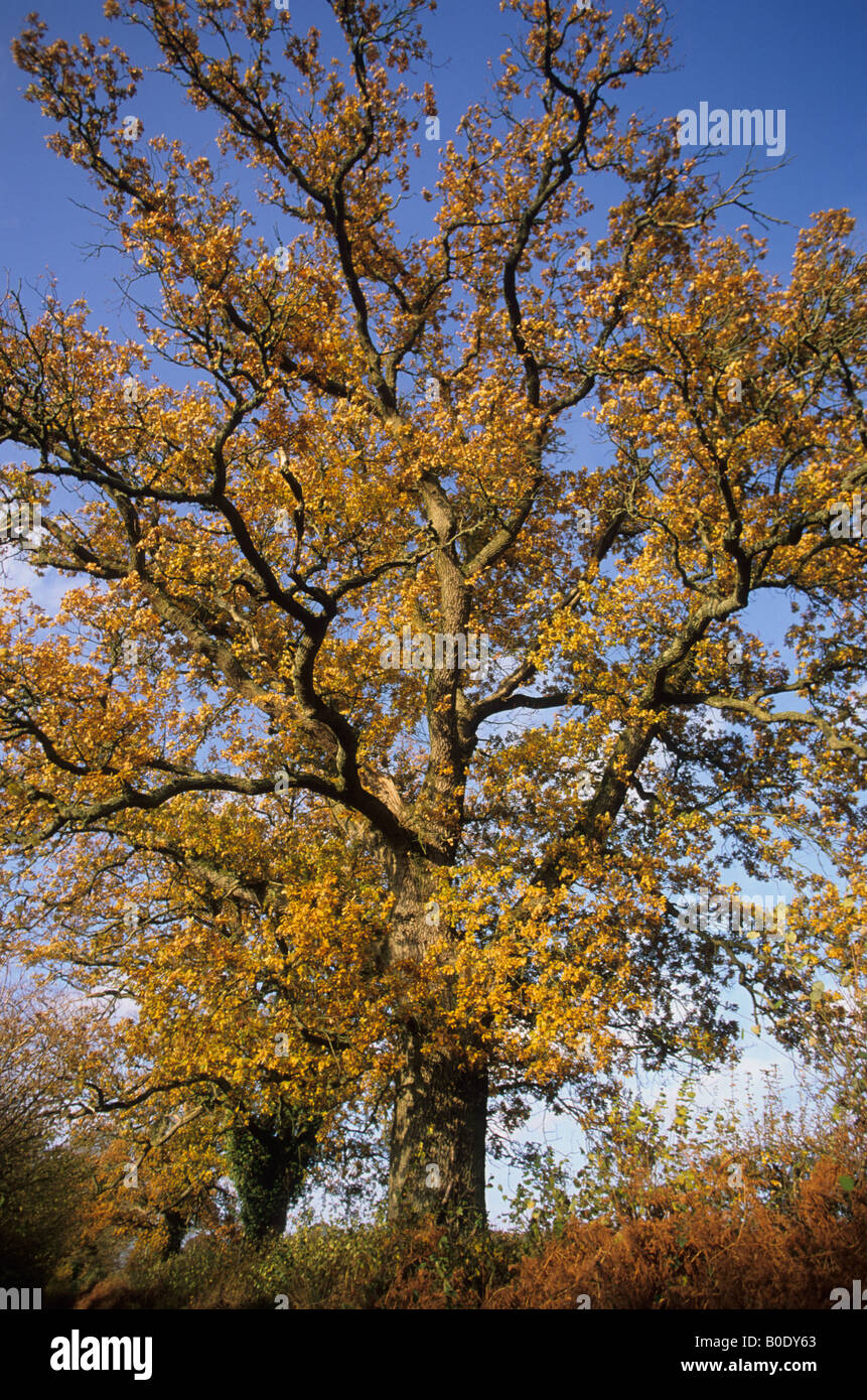 Magnífico roble común Quercus robur con follaje de otoño Foto de stock