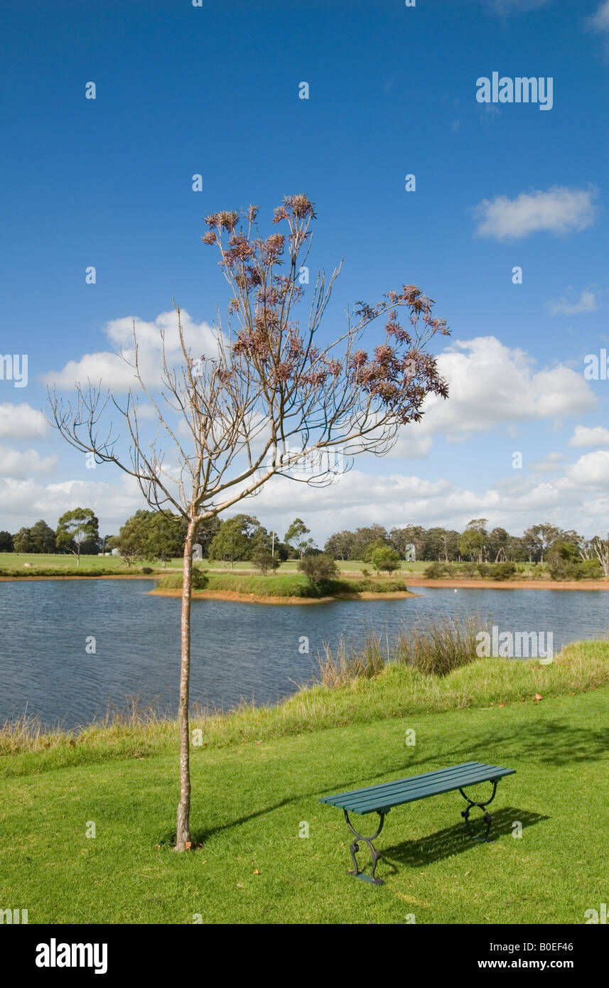 Un solo árbol en otoño y lone banco frente al lago en el Bootleg Brewery en la región de Margaret River, Western Australia Foto de stock