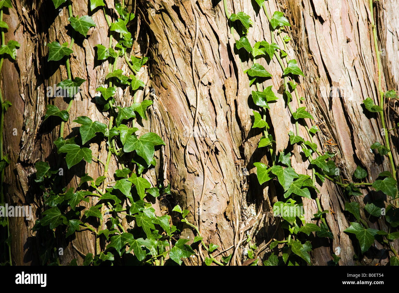 Ivy creciendo sobre un tronco de árbol Herefordshire Inglaterra Reino Unido Foto de stock