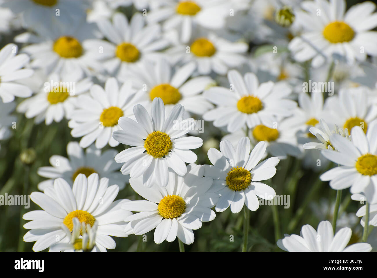 Margaritas inglesas fotografías e imágenes de alta resolución Alamy