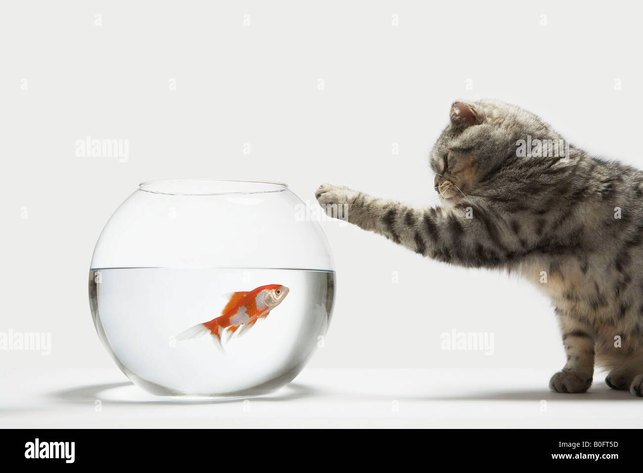 Gato ataca a un pez Foto de stock