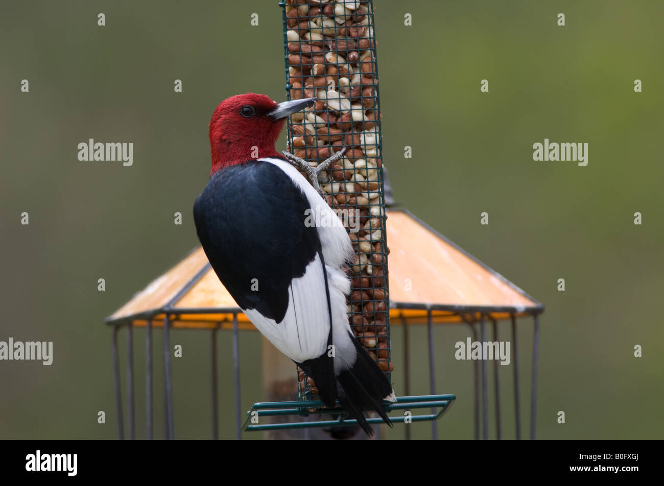 Un pájaro carpintero Red-Headed alimenta de cacahuetes desde una estación del alimentador. Foto de stock