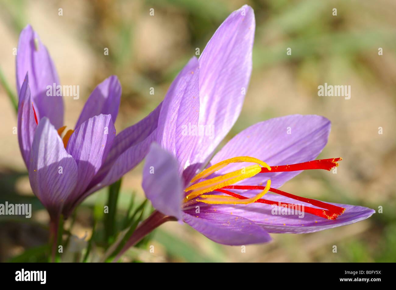 Crocus de otoño, flores de azafrán, Crocus sativus, Mund Valais Suiza Foto de stock