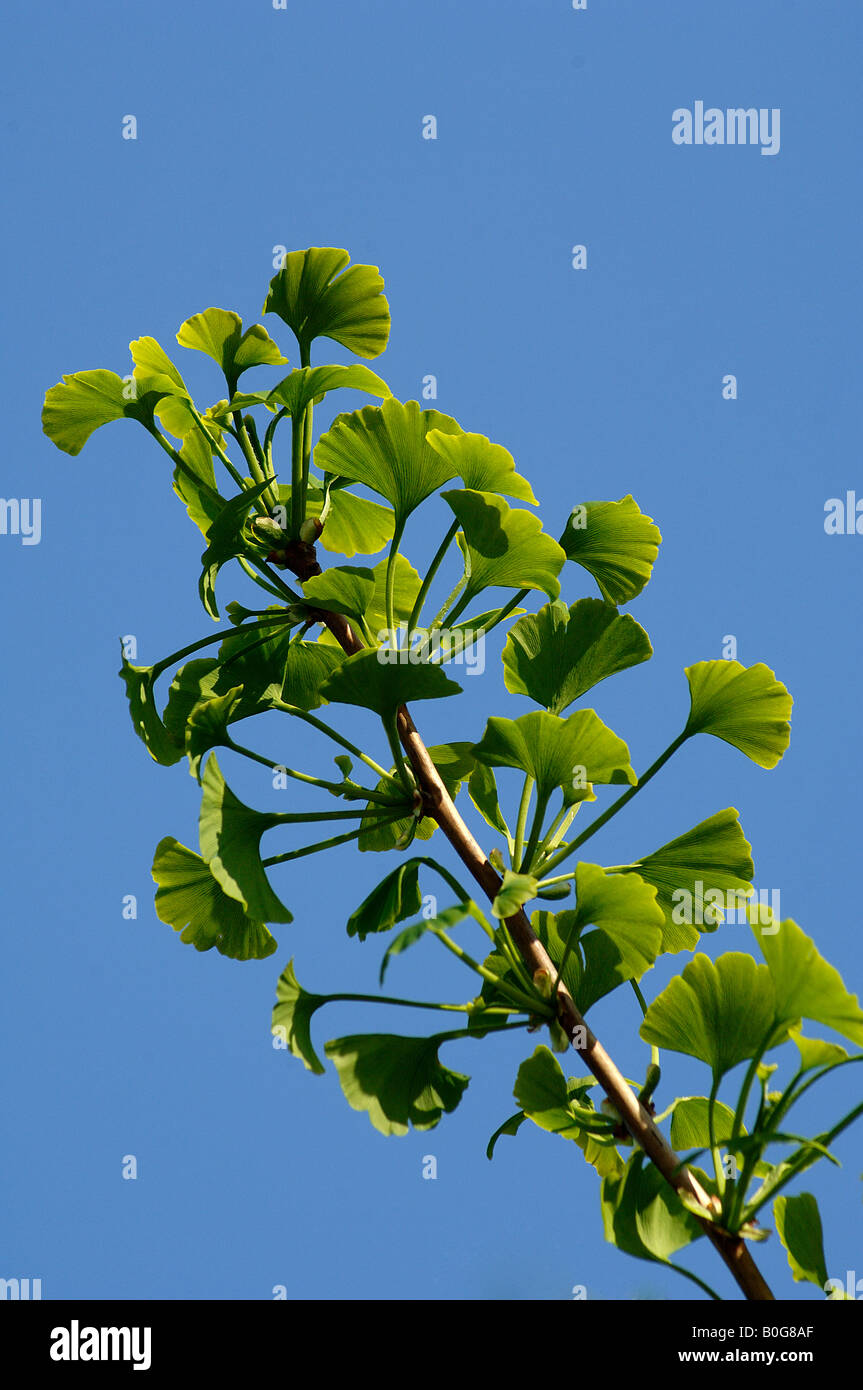 Maidenhair tree Ginkgo biloba Foto de stock