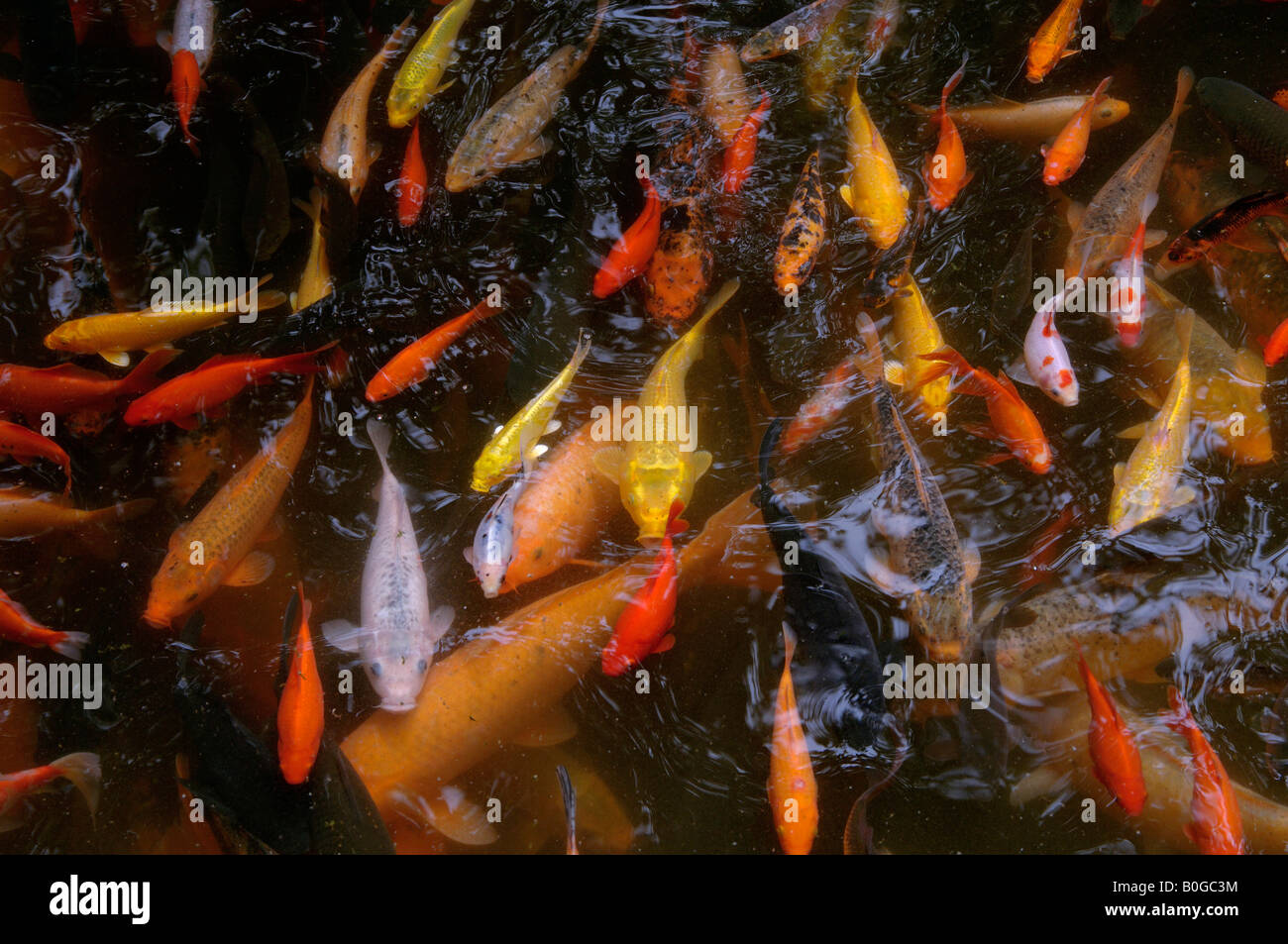 Una variedad de diferentes colores en la carpa koi nadando por debajo de la superficie del lago Zoo de Chengdu, China Foto de stock