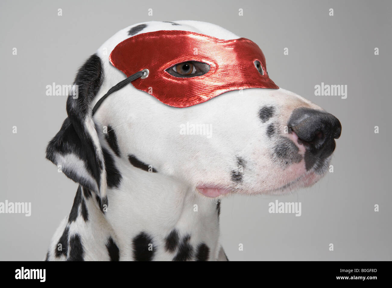 Masked dog fotografías e imágenes de alta resolución - Alamy