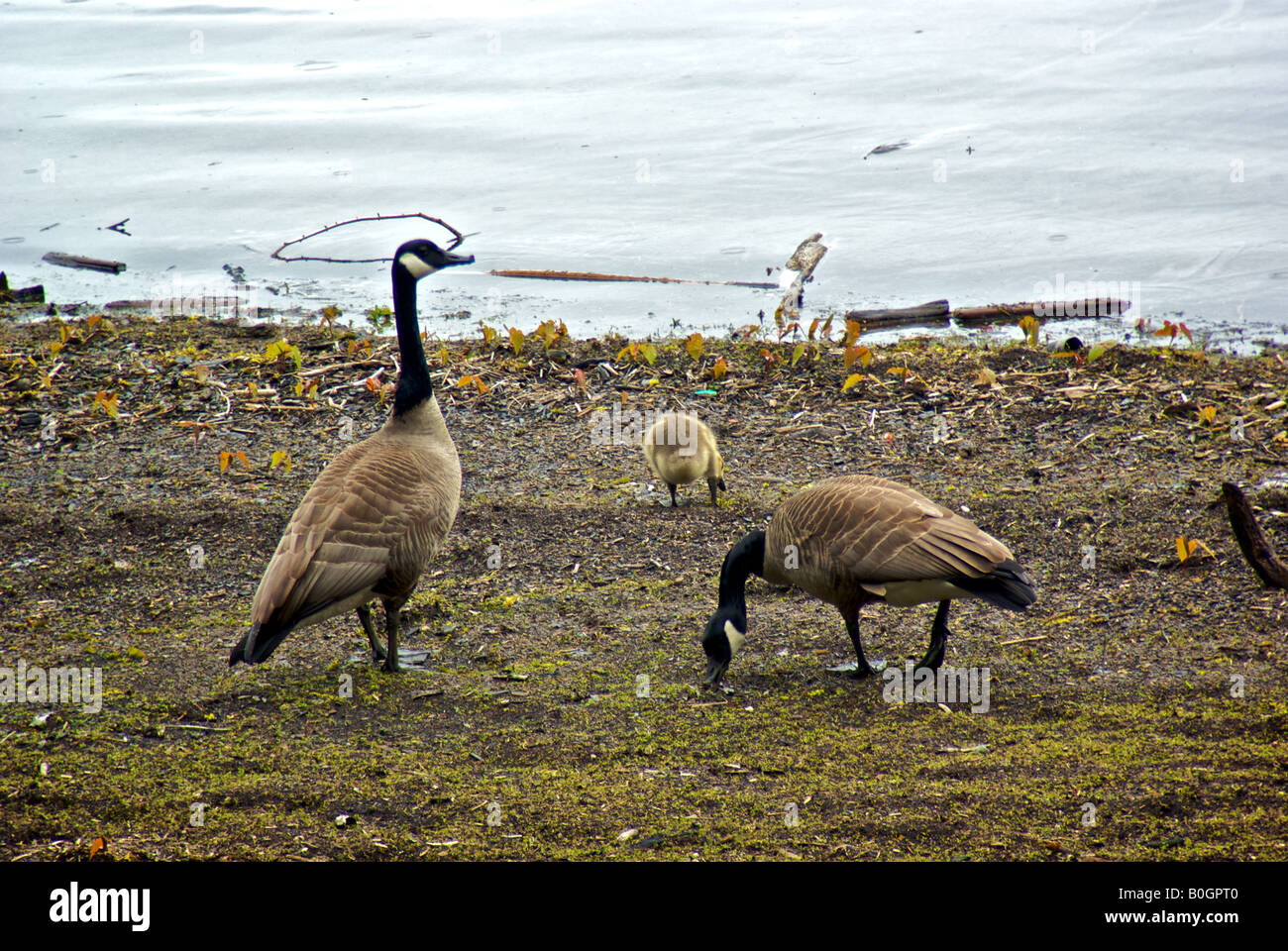 Canadá goose ganso y goslings en Harrison Lake Foto de stock