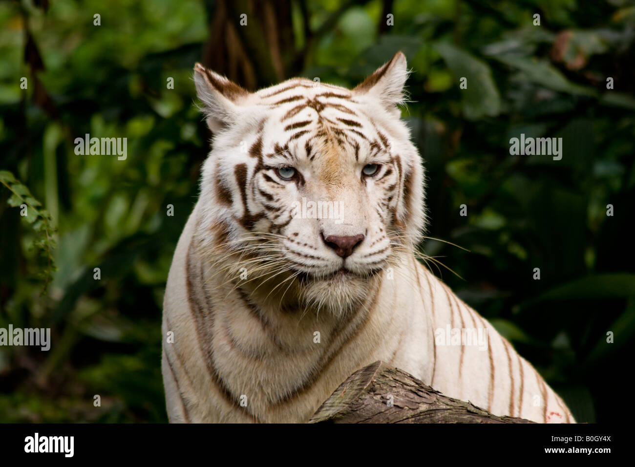 Tigre Blanco en el Zoo de Singapur Foto de stock