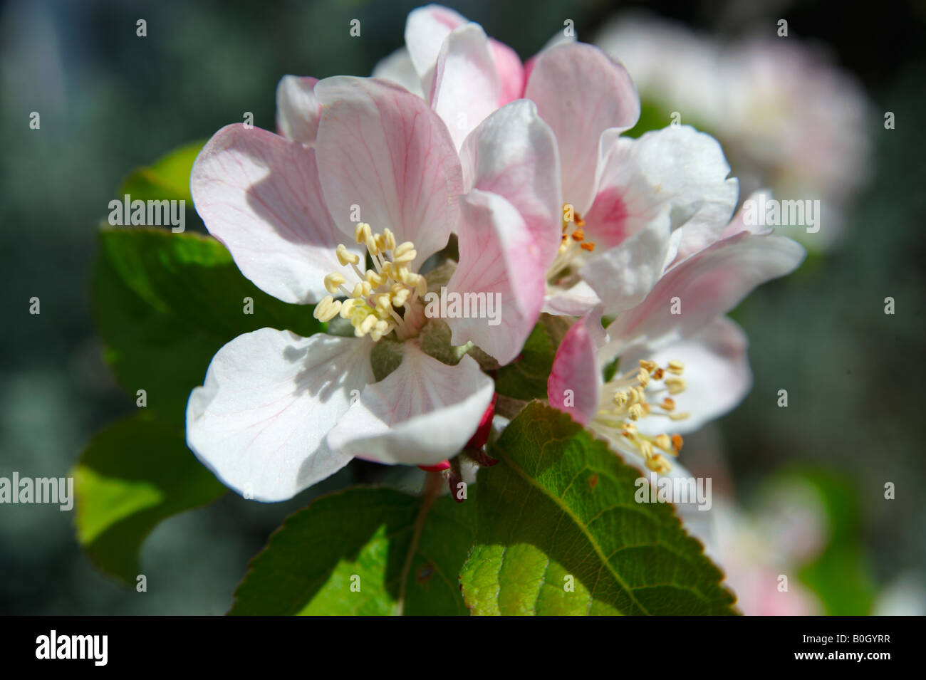 Apple Blossom el florecimiento de un árbol Foto de stock