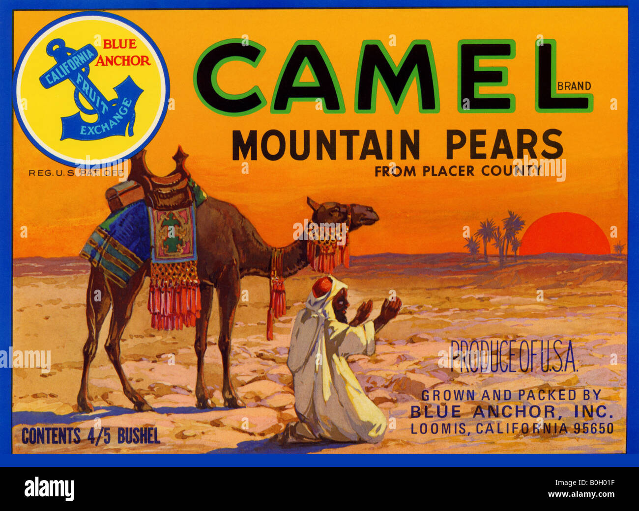 Camello Peras de montaña Foto de stock