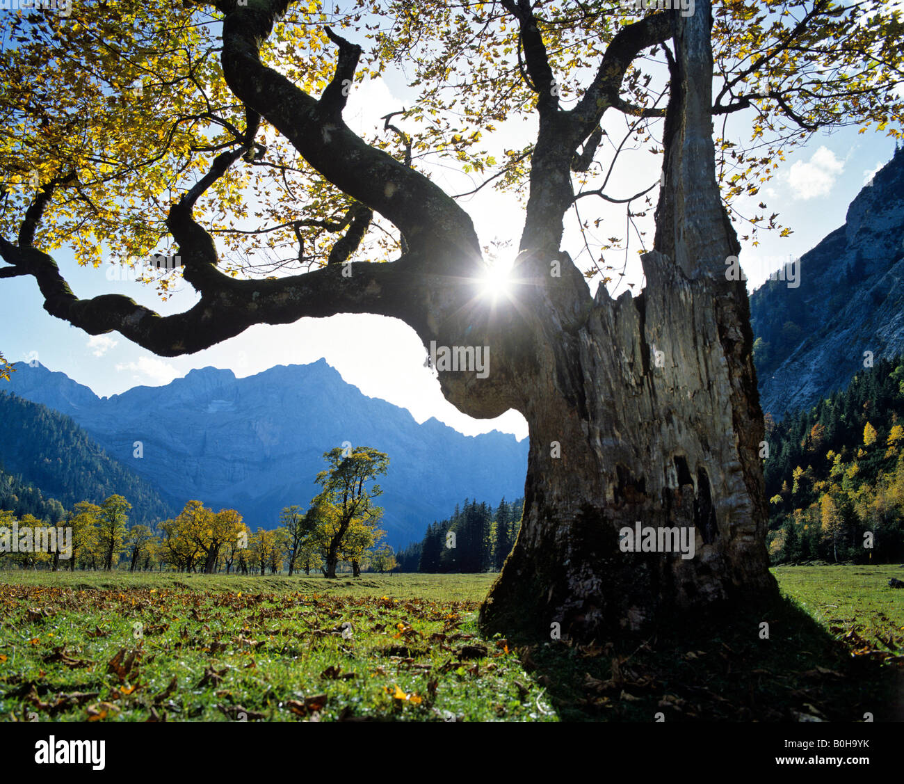 El Grosser Ahornboden, otoño, Mt. Spritzkarspitze, Eiskarln Karwendel, Gama, Tirol, Austria Foto de stock