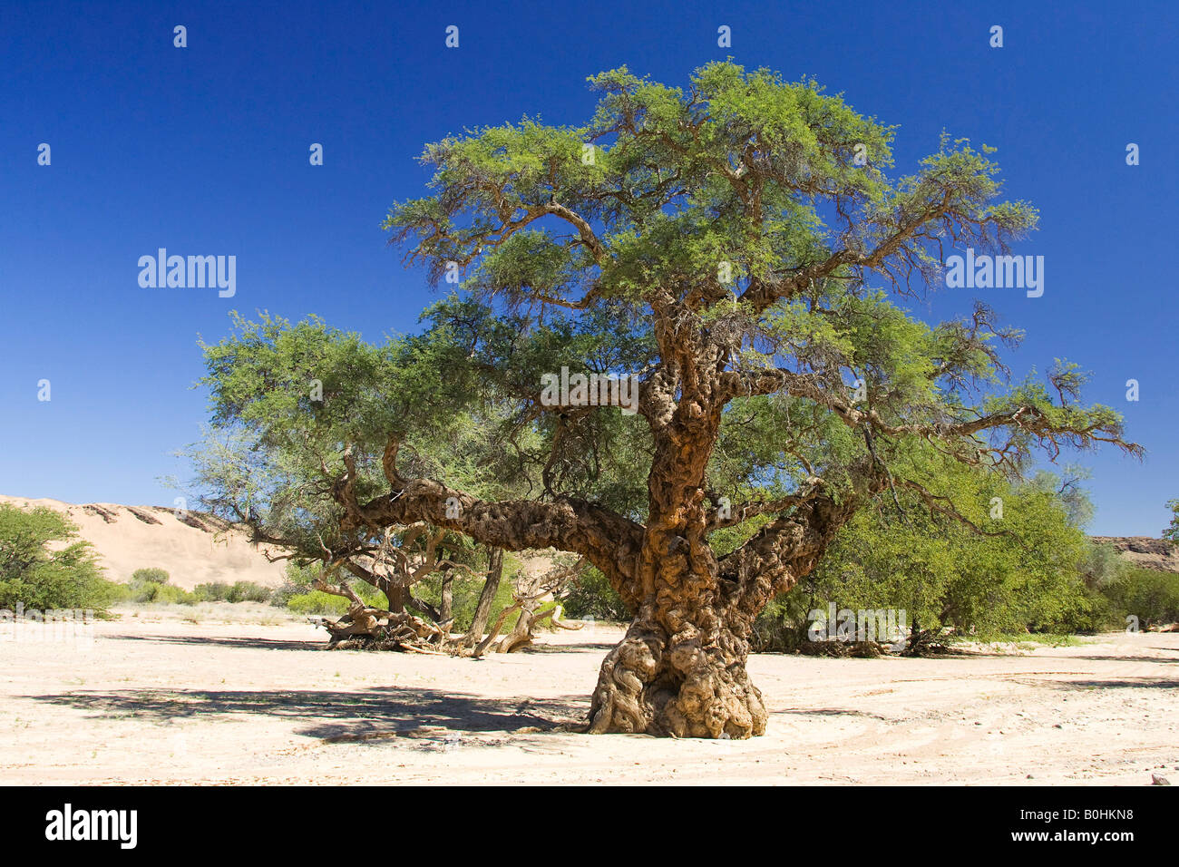 Apple-ring o Ana (árbol de acacia Faidherbia albida, Acacia albida) en el seco cauce del río Huab Aba, Damaraland, NA Foto de stock