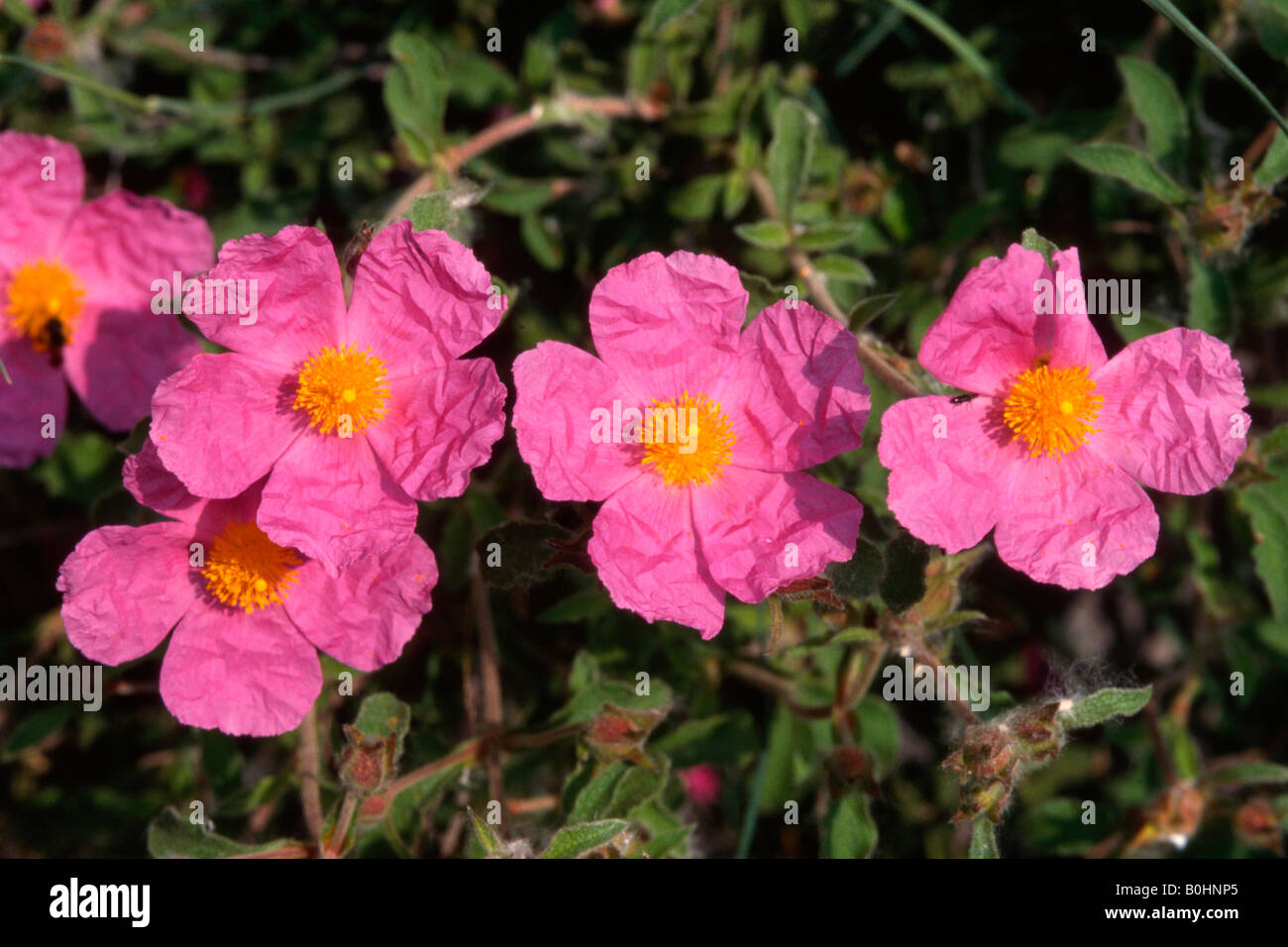 Rosa - o pilosa jaras (Cistus Incanus) Foto de stock