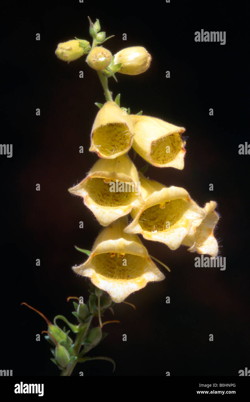 Grandes amarillos Digital (Digitalis grandiflora), Tirol, Austria, Europa Foto de stock