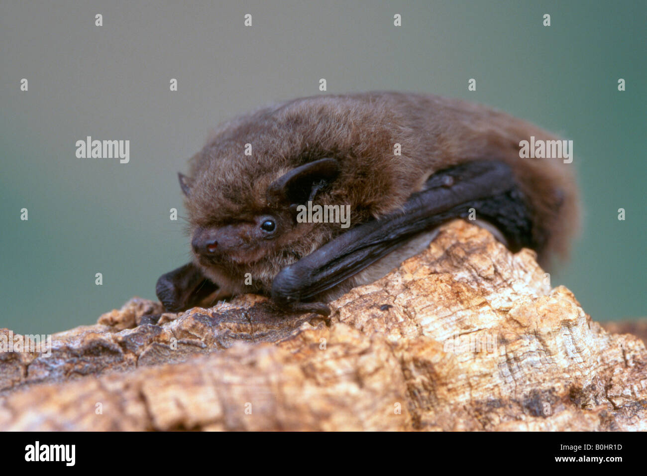 Bat Pipistrelle común (Pipistrellus pipistrellus) aferrada a un trozo de madera, de Schwaz, Tirol, Austria, Europa Foto de stock