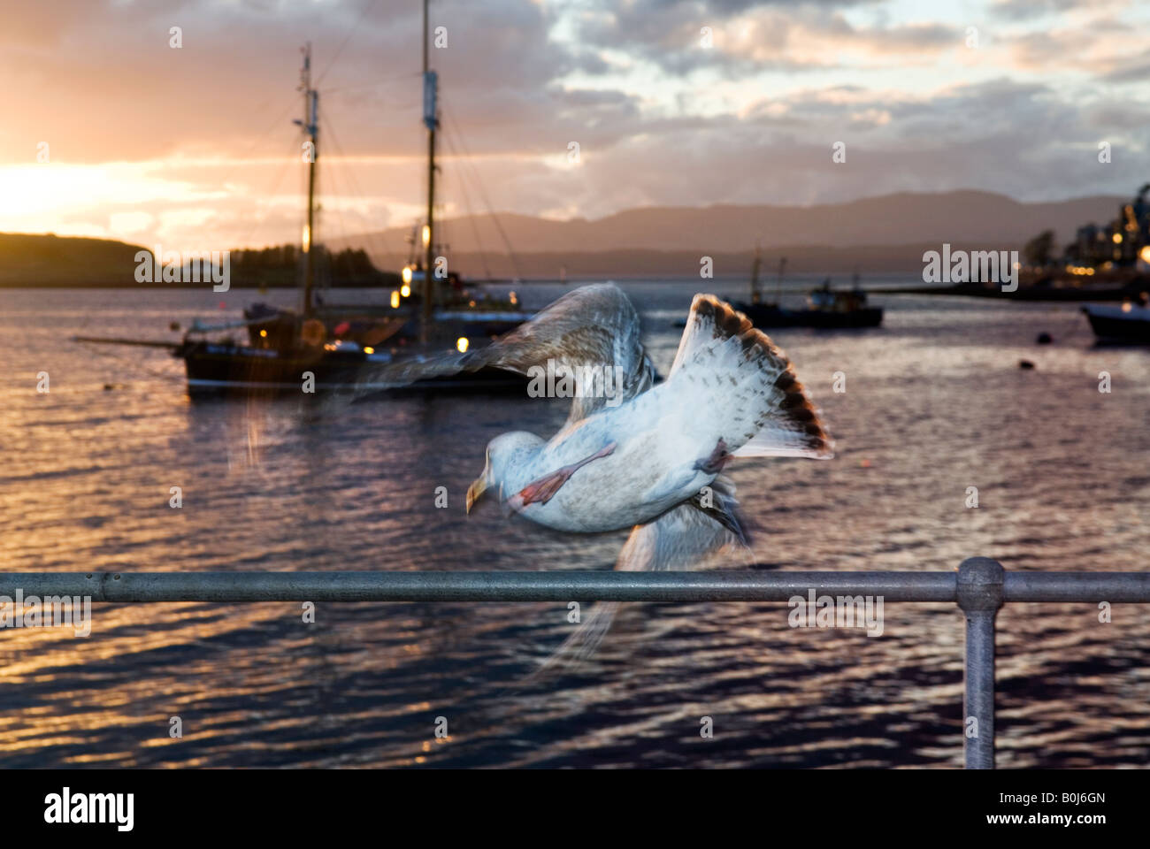 Gaviota despegando, puesta de sol, Oban, Escocia Foto de stock