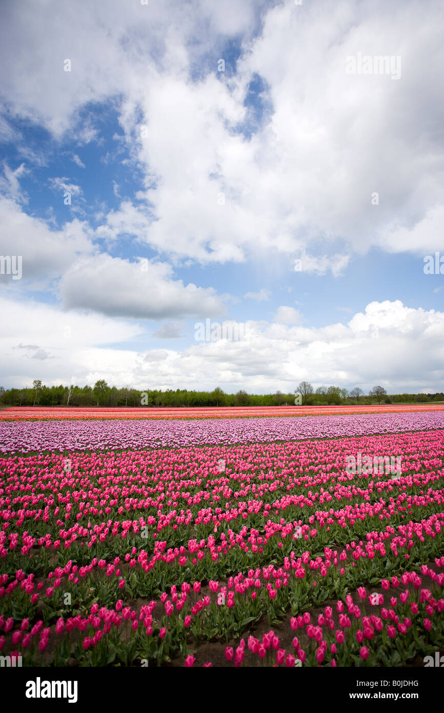 Campo de tulipanes en los países bajos Foto de stock