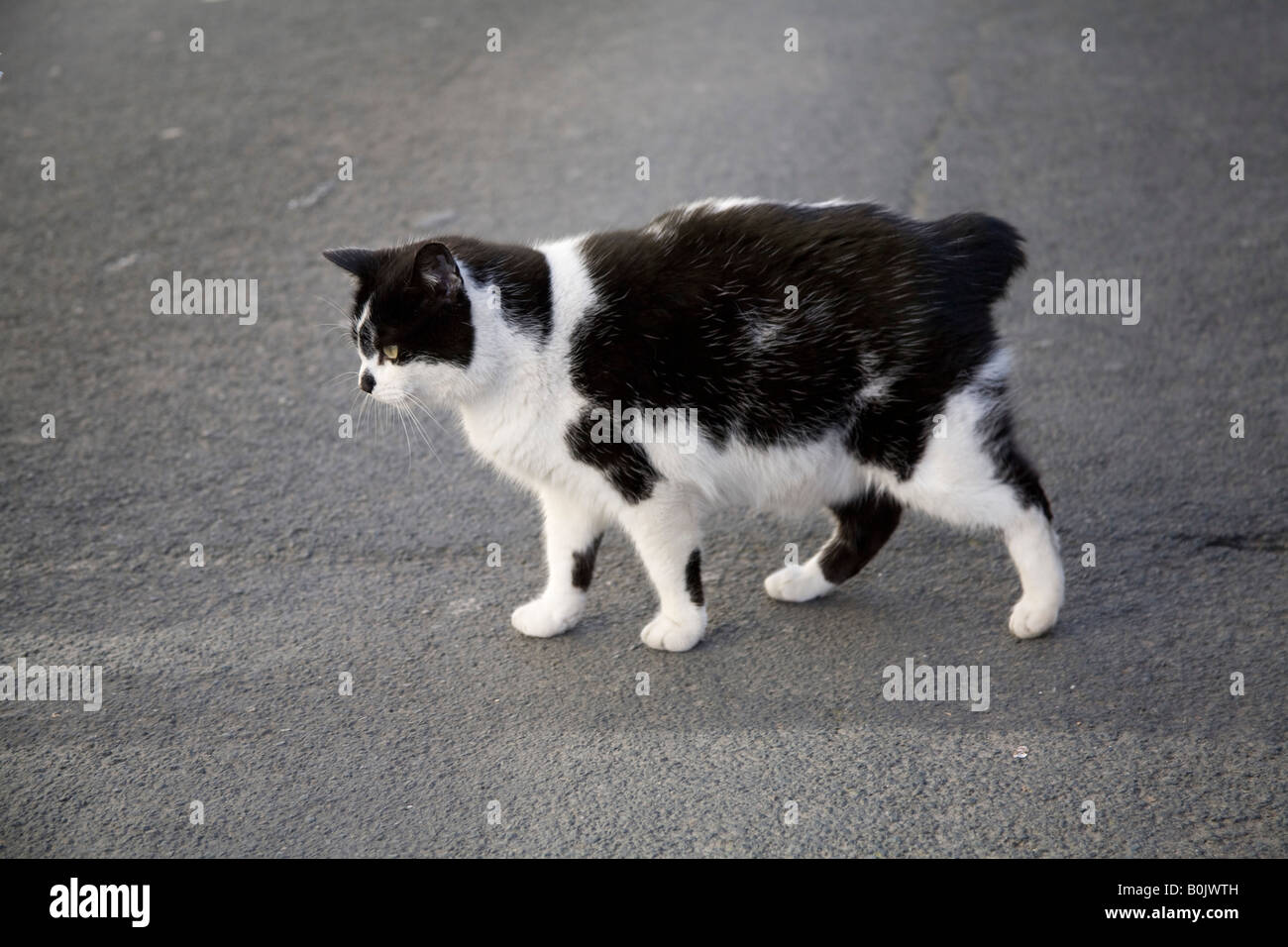 Blanco y negro gato Manx (kayt Manninagh o stubbin en gaélico de la Isla de  Man) caminando Fotografía de stock - Alamy