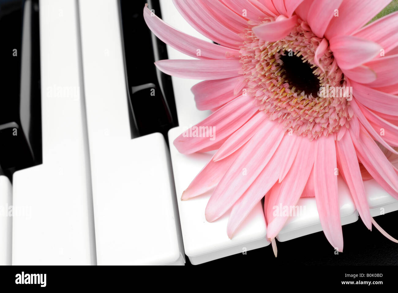 Primer plano de una flor rosa en el teclado del piano Fotografía de stock -  Alamy