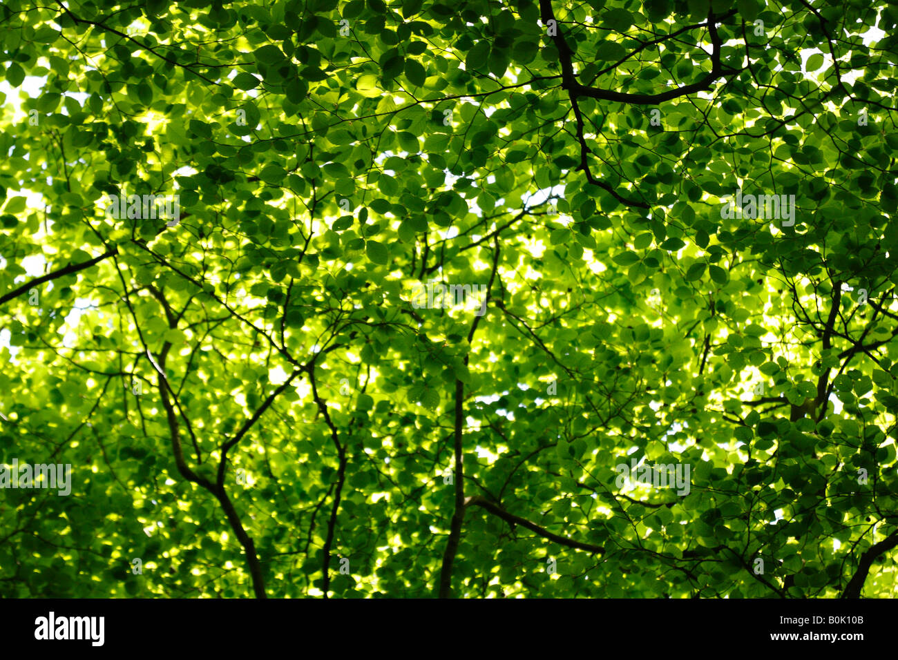 Beech árboles y hojas verdes en primavera la luz solar, Inglaterra, Reino Unido. Foto de stock