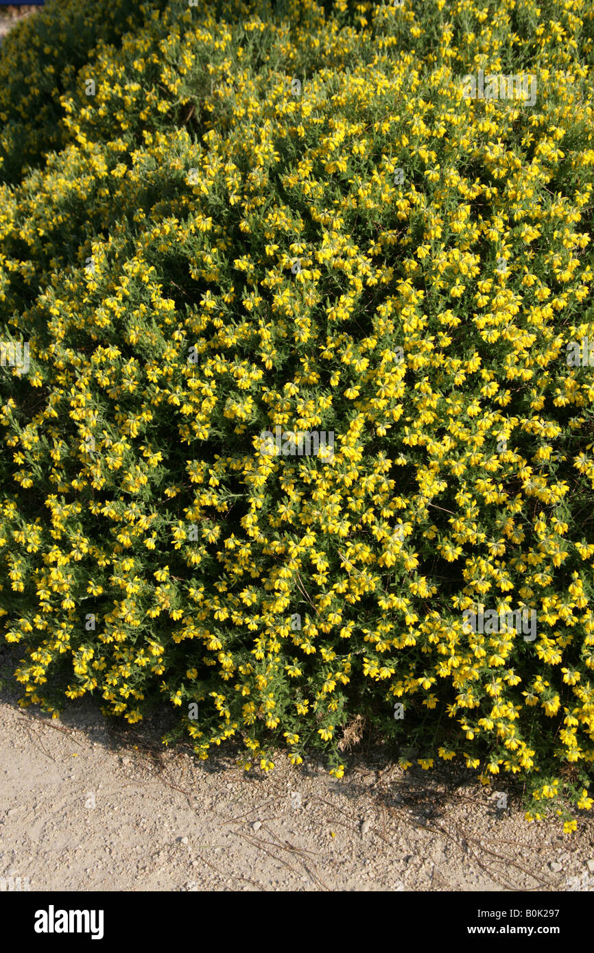 Tojo español Genista hispanica Foto de stock
