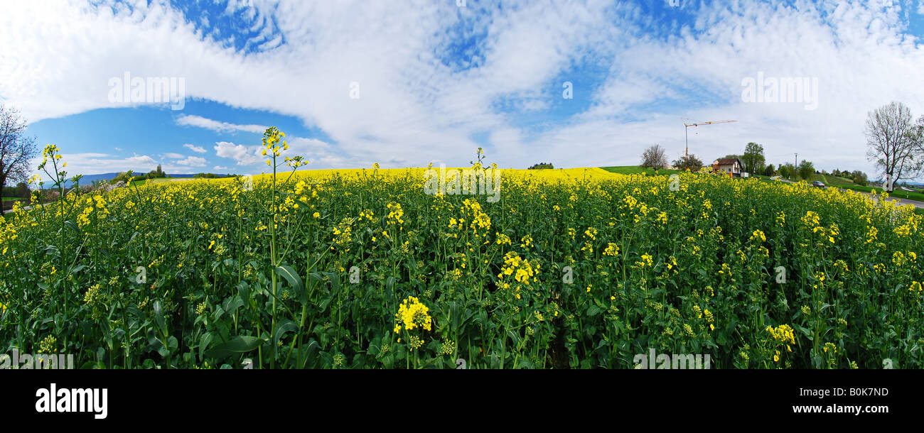 Vista panorámica de un campo de colza campos con cielo azul brillante e interesante patrón nuboso por Charles W. Lupica Foto de stock