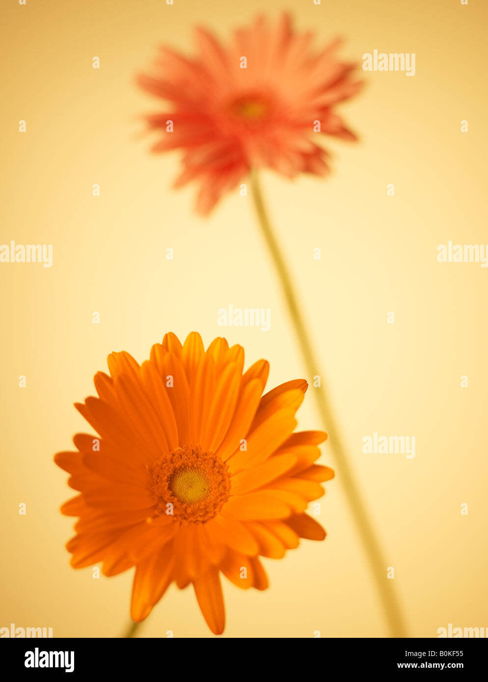 Margarita Gerbera Naranja Fotos e Imágenes de stock Alamy