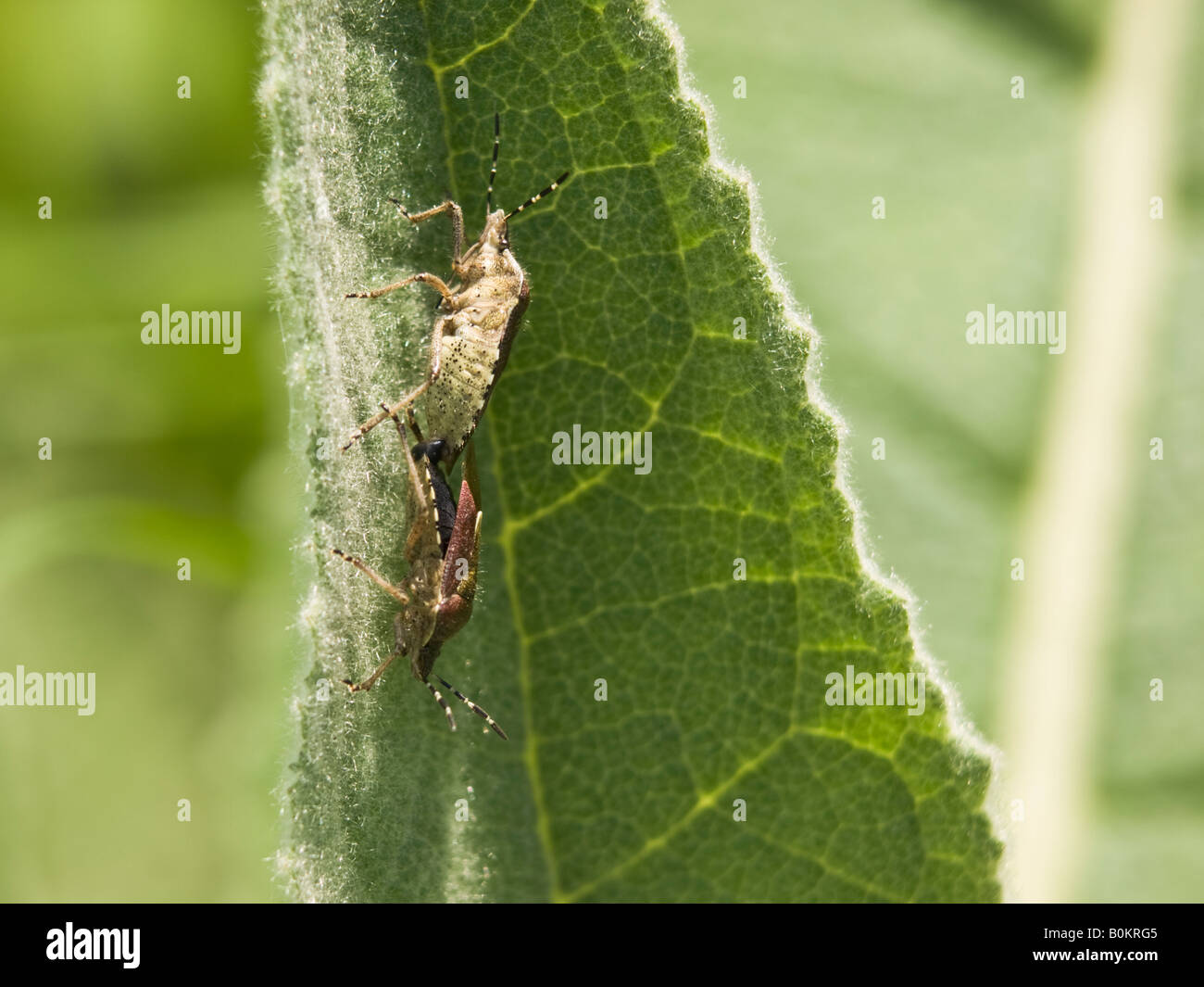Peludo o endrinas Shieldbugs Bugs Dolycoris baccarum Pentatomidae apareamiento sobre una hoja y mostrando vientre detalle Foto de stock