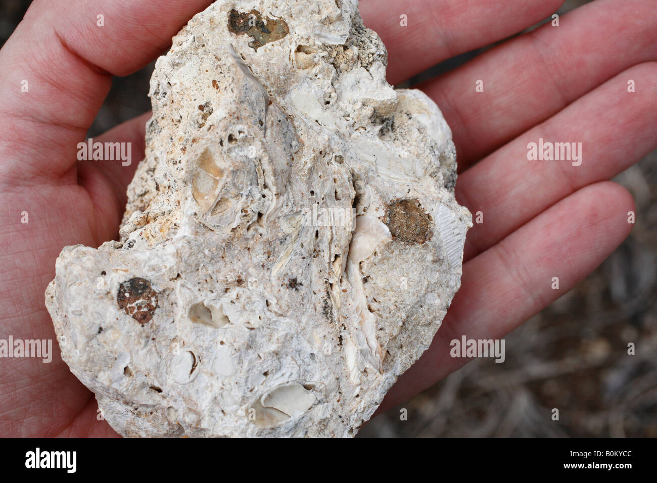 Fósiles marinos en la Pedreira do Campo. Santa Maria Island, Islas Azores, Portugal Foto de stock