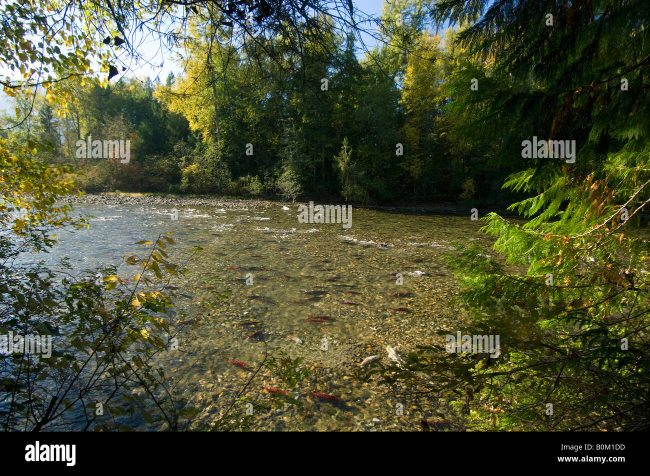 Salmones Sockeye, Otoño de desove, Adams River, BC Canadá Foto de stock