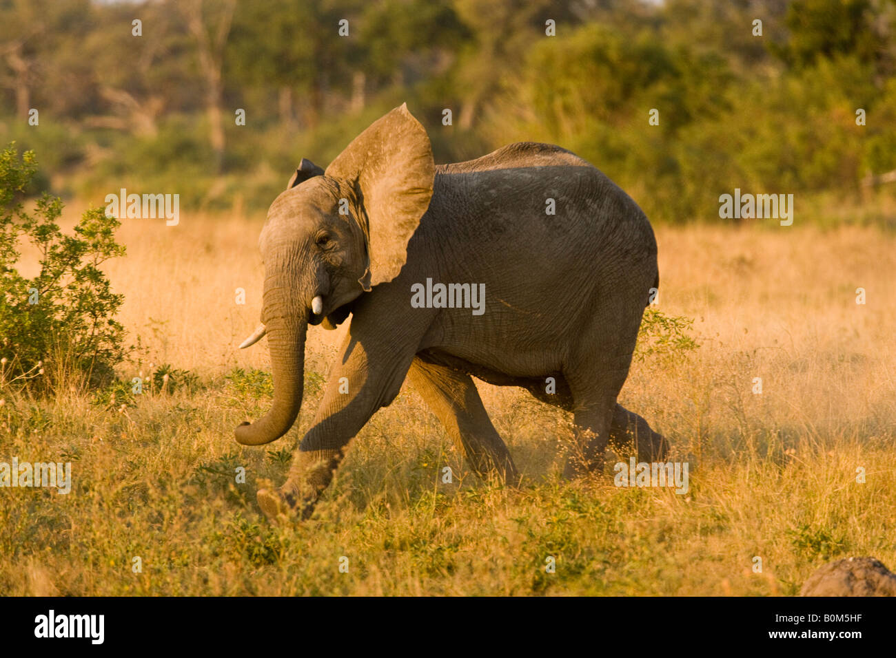 Bebé Elefante Africano ejecuta moviendo la cabeza boca abierta hablando jugando en la sabana golden sunset frontera Angola Botswana closeup stop-action Foto de stock