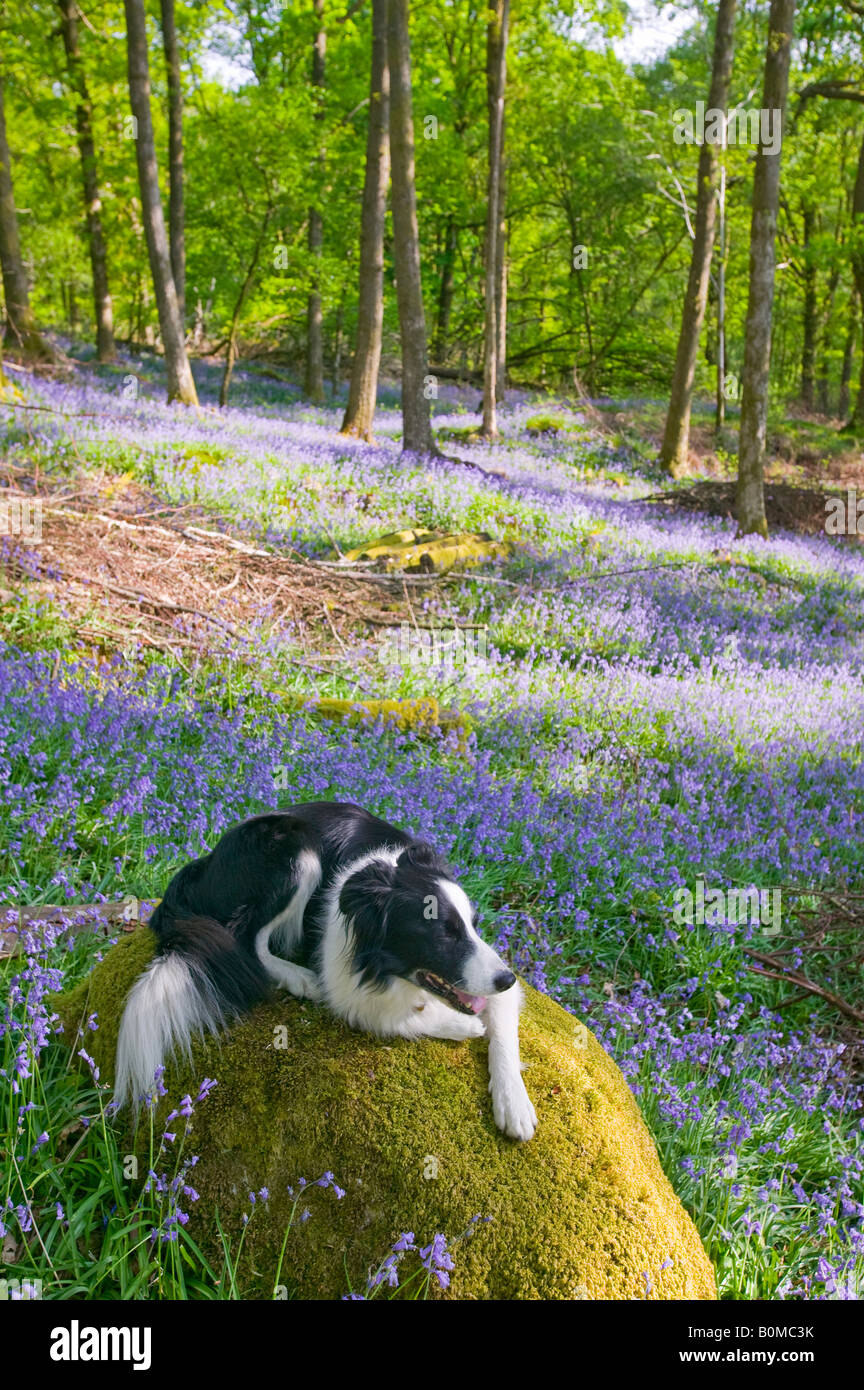 Un Border Collie perro en las campánulas azules en la primavera de Woodland Ambleside, Cumbria, Reino Unido Foto de stock