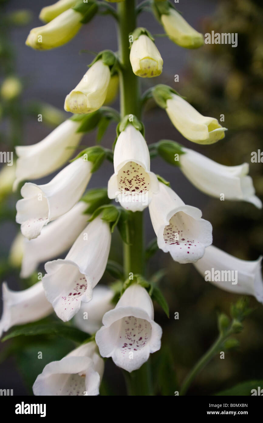 Foxglove capullos blancos y la apertura de las flores. Foto de stock