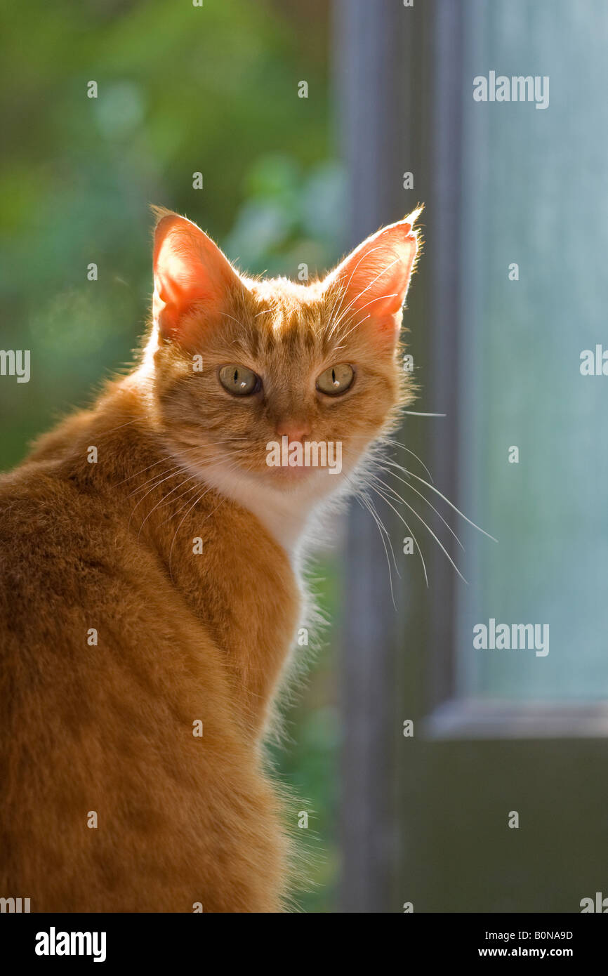 Hembra adulta de jengibre gato (Felis catus) haciendo contacto visual con la cámara. Fur está retroiluminado Foto de stock