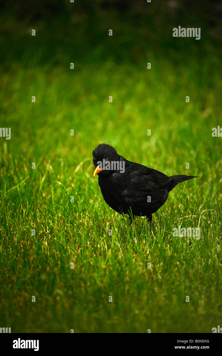 Blackbird en el césped buscando gusanos - Turdus merula Foto de stock