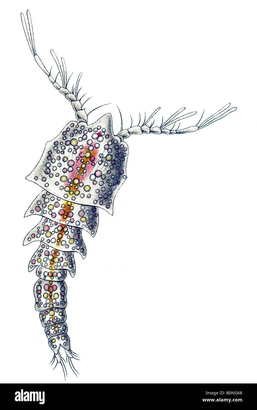 Nombre de Clitemnestra scutellata Copepoda Ruderkrebse Haeckel Kunstformen der Natur art nouveau de Europa en el siglo XX. Foto de stock
