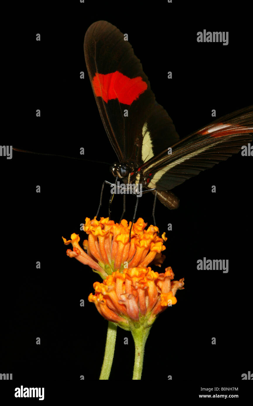 La hermosa mariposa llamada el cartero, Heliconius erato petiverana, en las 265 hectáreas de la selva del Parque Metropolitano de Santiago, República de Panamá. Foto de stock