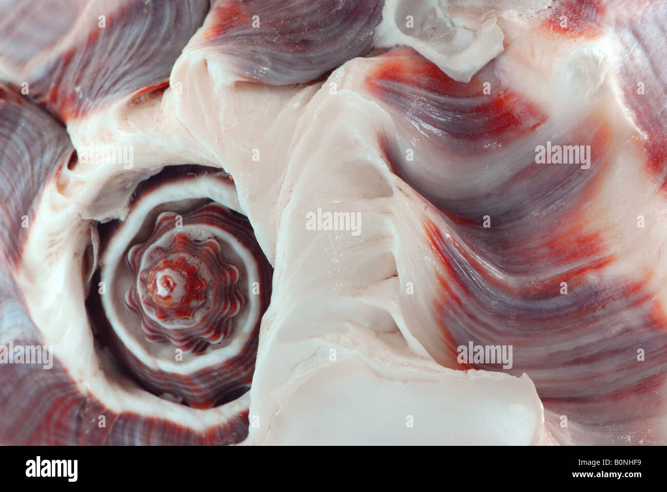 Imagen macro extrema de un fragmento de concha marina Foto de stock