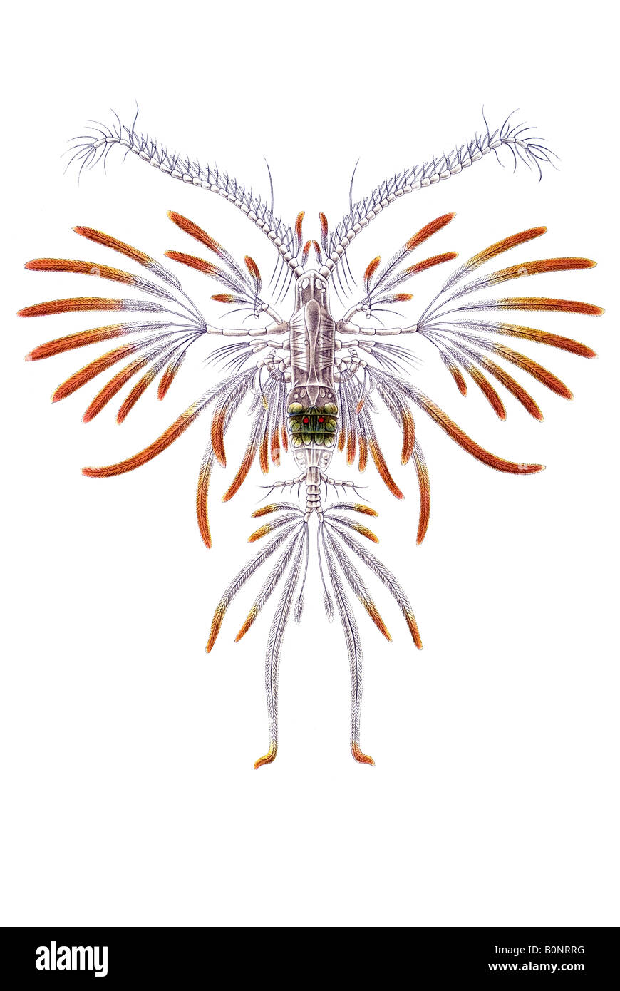 Nombre Ruderkrebse Copepoda Calanus Pavo Haeckel Kunstformen der Natur art nouveau de Europa en el siglo XX. Foto de stock