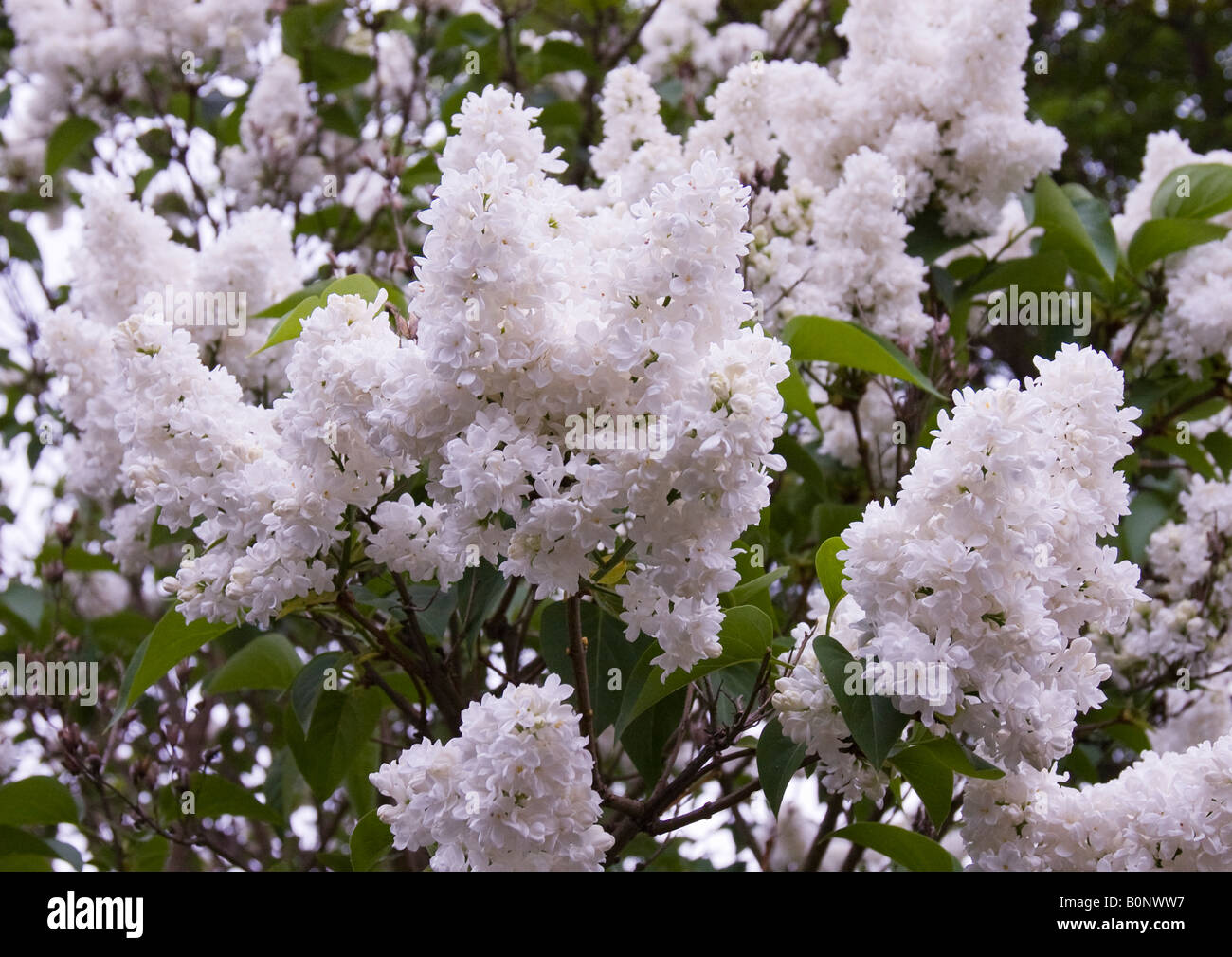 Blanco puro doble cultivar flores de color lila, Lila francés conocido como en pleno florecimiento en su árbol, tiene muy adorable fragancia. Foto de stock