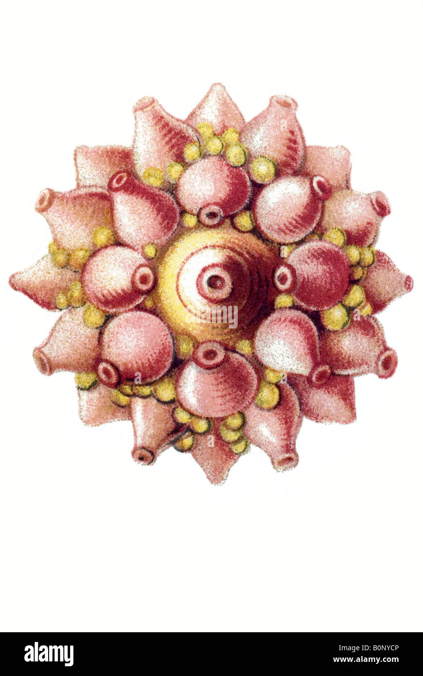 Nombre Siphonophorae Porpema medusa, Haeckel, art nouveau de Europa en el siglo XX. Foto de stock