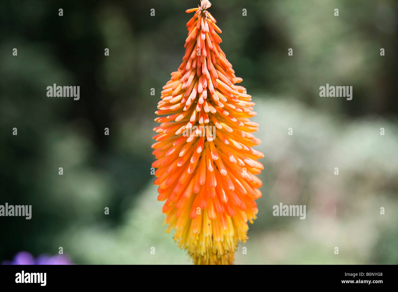 eva air extra bolsagage fee