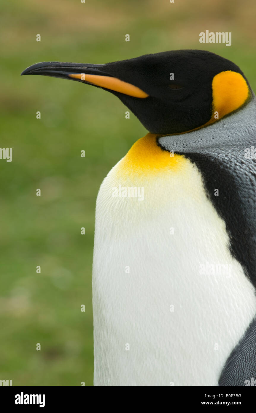 Retrato de un pingüino rey, punto voluntario, Islas Malvinas Foto de stock